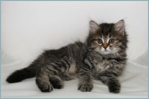 Female Siberian Kitten from Deedlebug Siberians